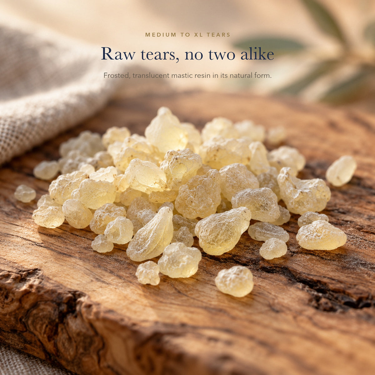 Close-up of natural Chios mastic tears, frosted and translucent, on an olive wood board
