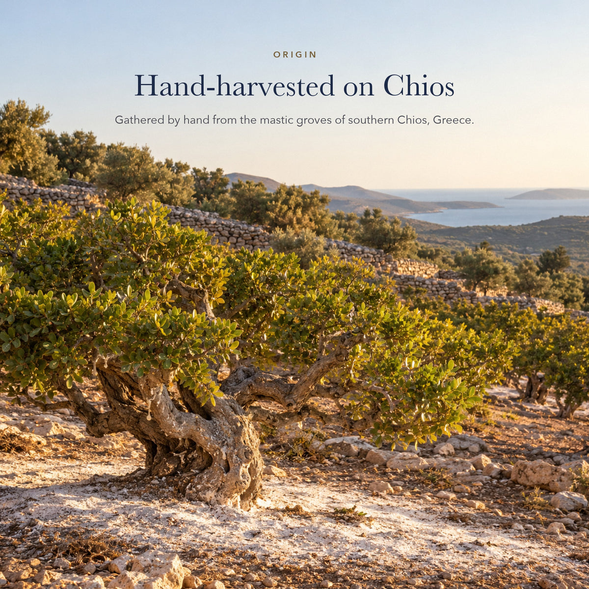 Mastic tree grove on the island of Chios, Greece, where mastic resin is hand-harvested